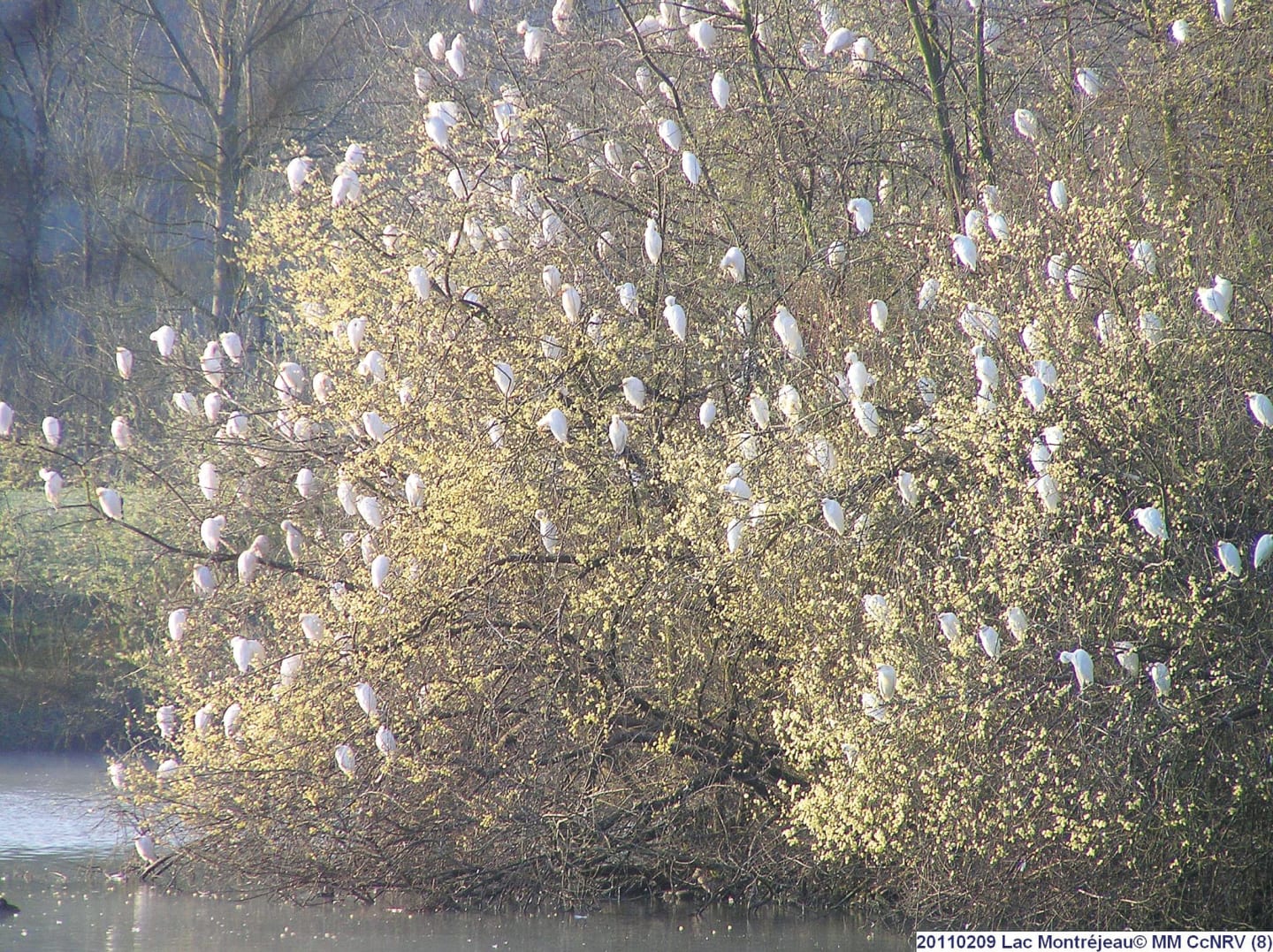 île du lac de Montréjeau avec sa faune